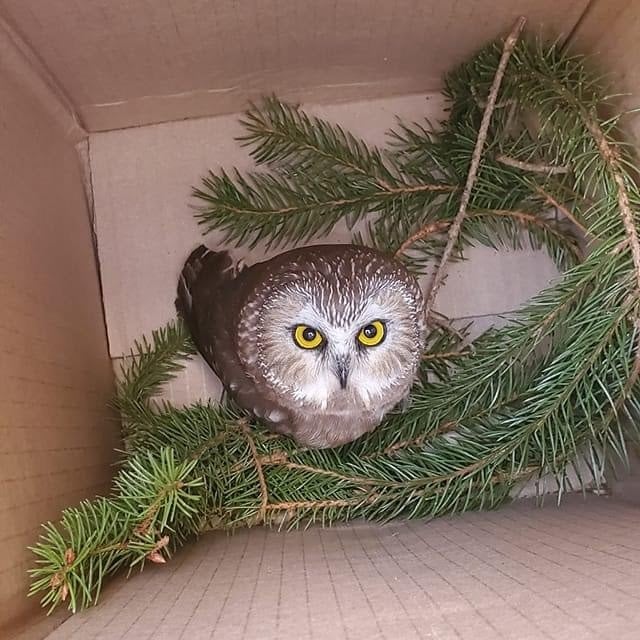The Saw-whet Owl stares up at the camera, perfectly central within the cardboard box. Some small branches covered in green needles are loosely nested beneath. The owl's eyes are piercing yellow.