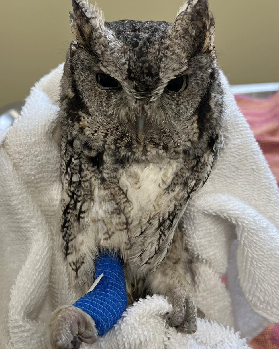A grey, black and white Screech Owl with the faintest tinges of tan here and there, is cloaked in a white towel. The most colourful part of the photo is the blue bandage around his right leg. His plumicorns (raised tufts that look like ears) are at full mast, and his talons are clenched. His eyes are grey-green, dilated, and express a sentiment best described as nope-nope-not-happy.