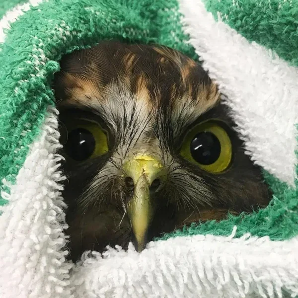 Tender Loving Care for Ruru