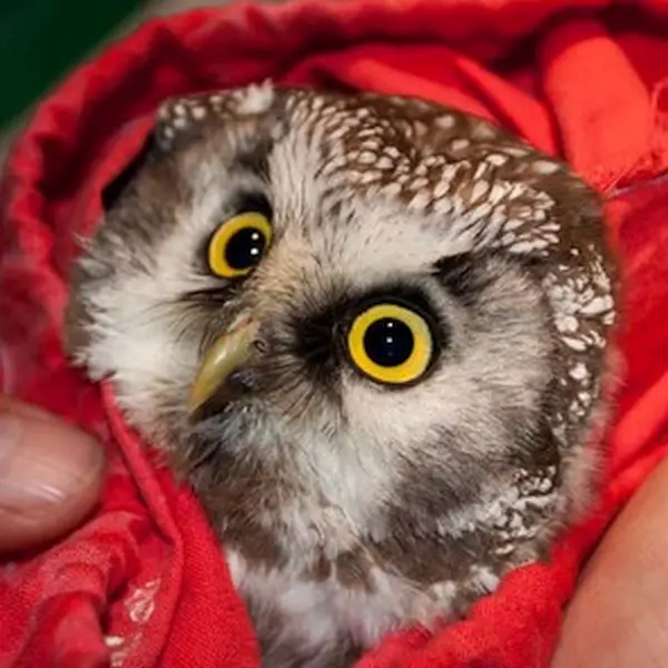 Pärlan the Swedish Boreal Owl