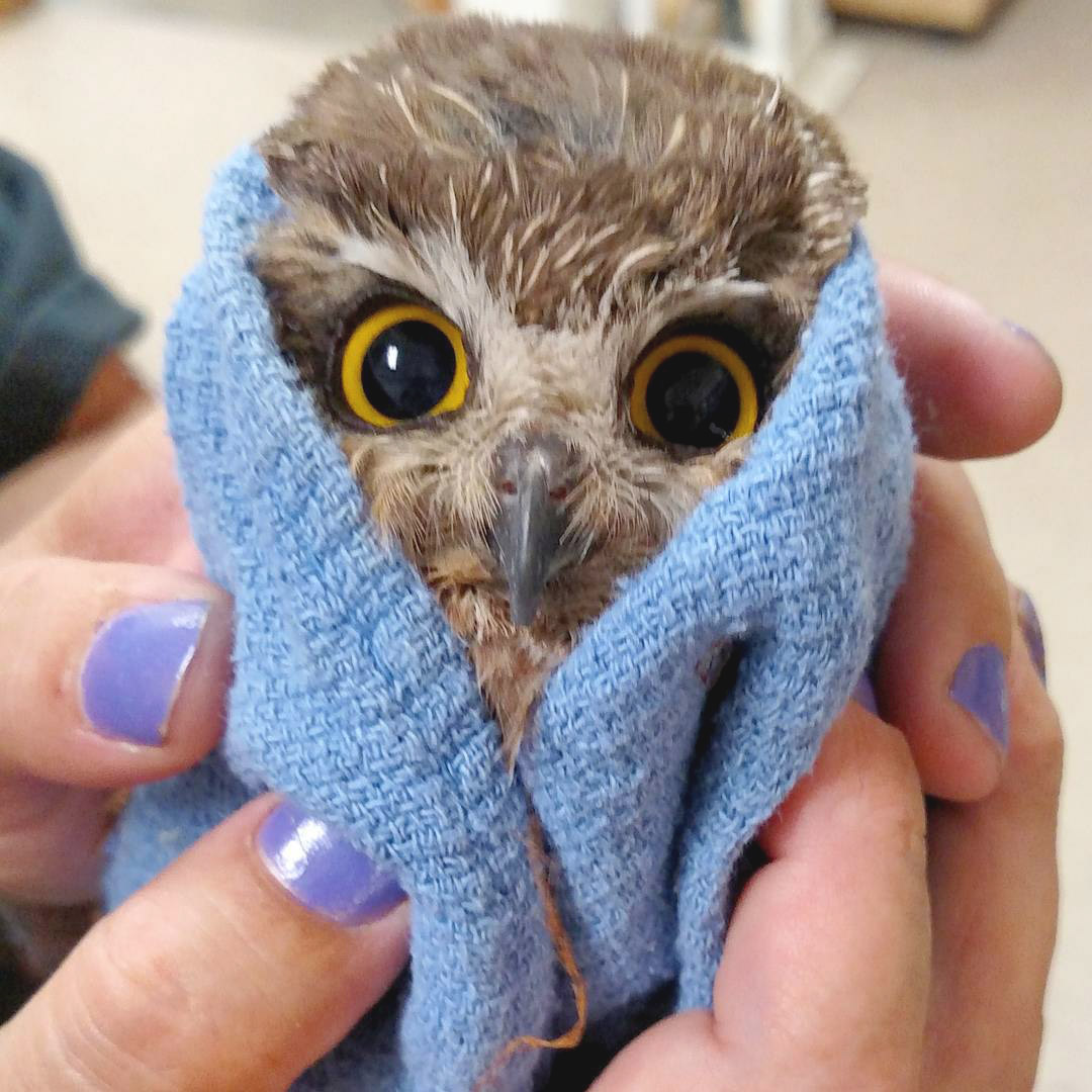 Olaf the Northern Saw-Whet Owl is wrapped in baby blue cloth that's styled like a head scarf. According to the uploader Paige Bucalo this makes him look like a babushka. His golden-yellow eyes are piercing, pupils wide, and feathers fluffy. What a cutie.