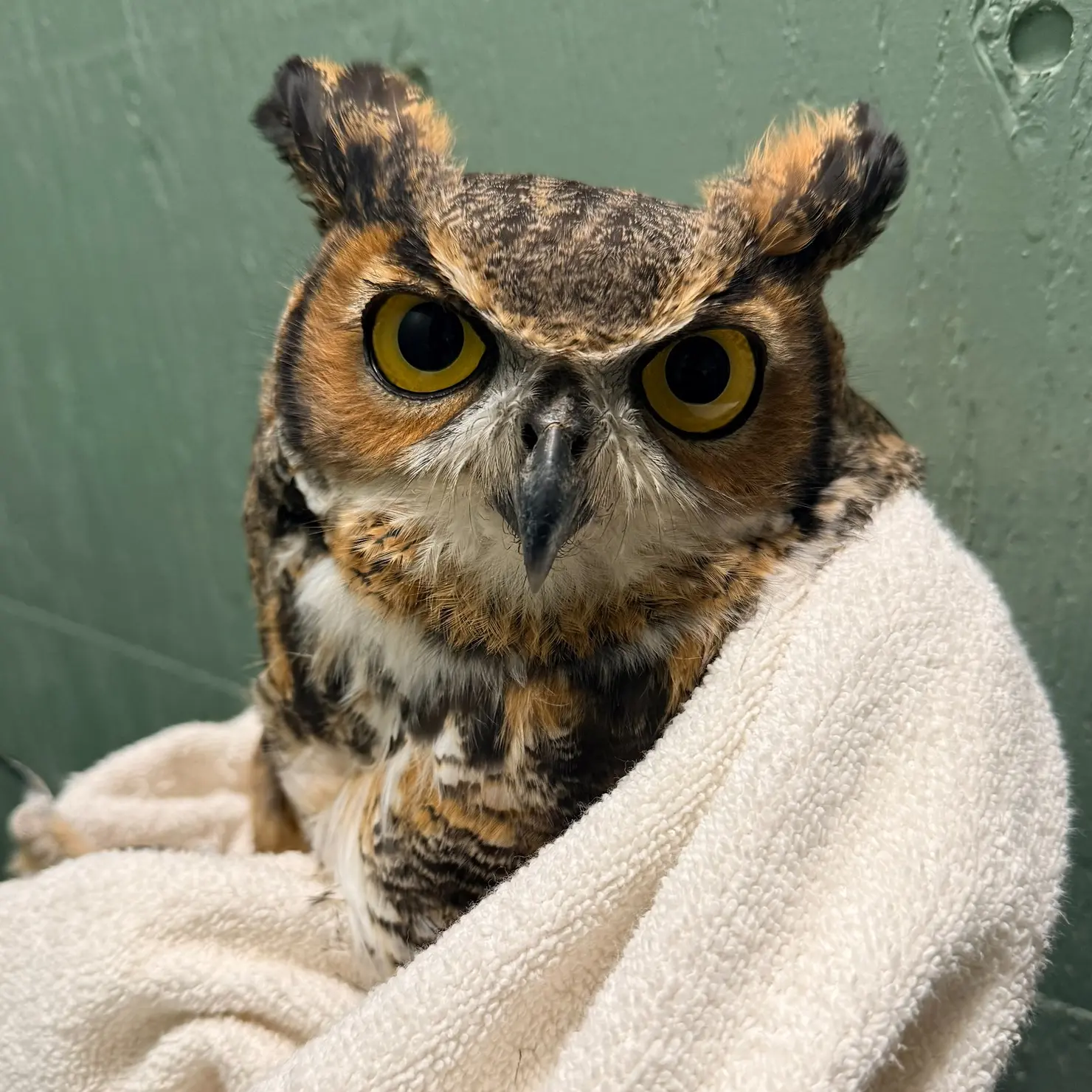 Draped in a vanilla towel before a wall of wood panels painted mossy sage, a Great Horned Owl stares at camera with wide yellow eyes. The owl's chest plumage is tabby-patterned and calico-toned in shades of black white and ginger. The ear-like tufts for which the species is named are raised at 11 and 1 o'clock. They're mostly black, with tan highlights along the inside track, giving the impression of Unicode character U+223 (ȣ) much like the symbol for Taurus the bull. The owl expresses a photogenic sort of anger, and like a bull, looks ready to impale any who come near.