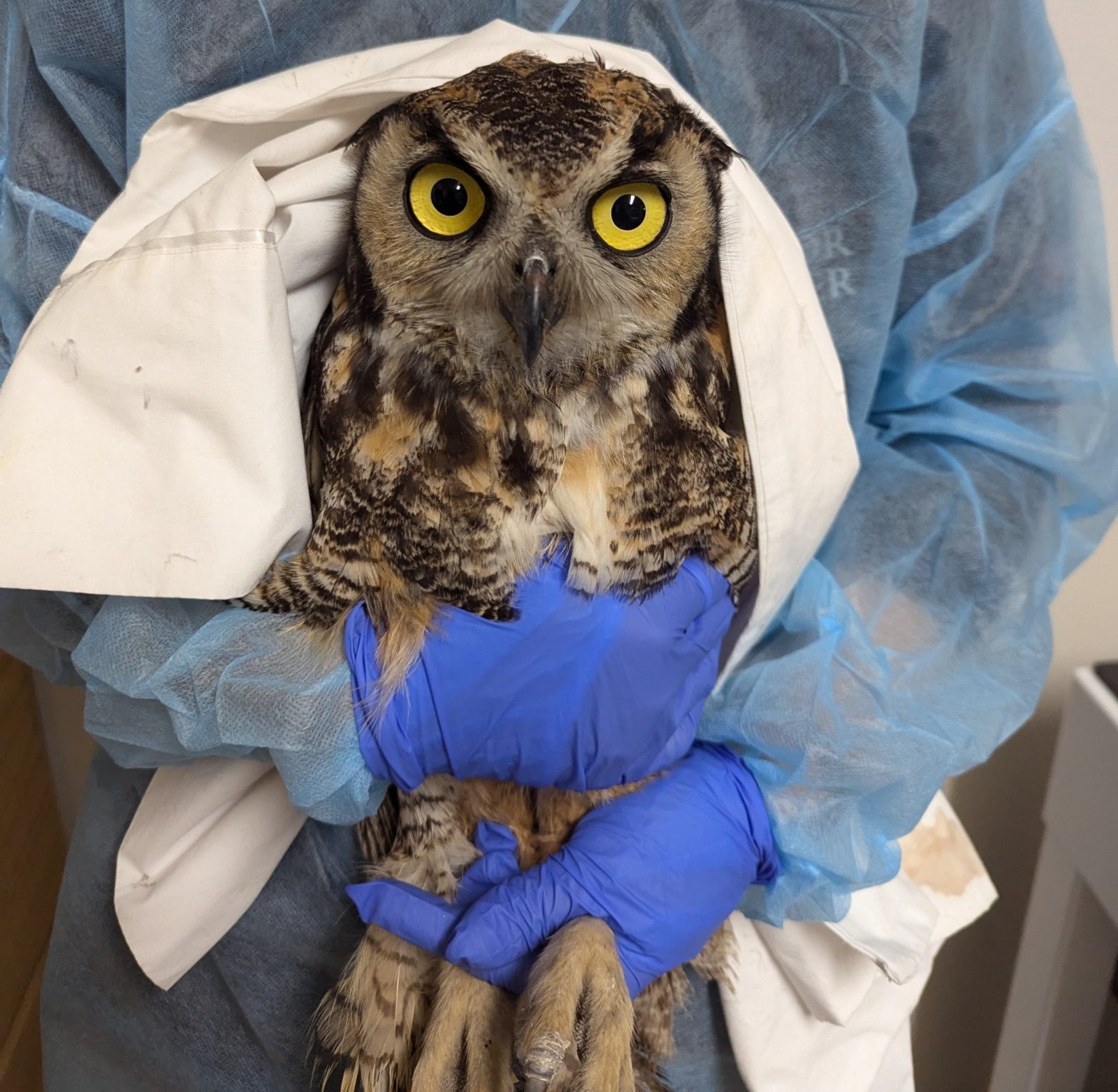 A rehabilitator wears light blue disposable coveralls and blue nitrile gloves while holding a Great Horned Owl to their chest. One hand is around the owl's abdomen, the other the owl's legs. The owl is wrapped in what appears to be a pillowcase or other similar textile item. His/her eyes are lemon yellow, staring intently at the camera. This is a photogenic owl. Most owls are photogenic, but this one especially so.