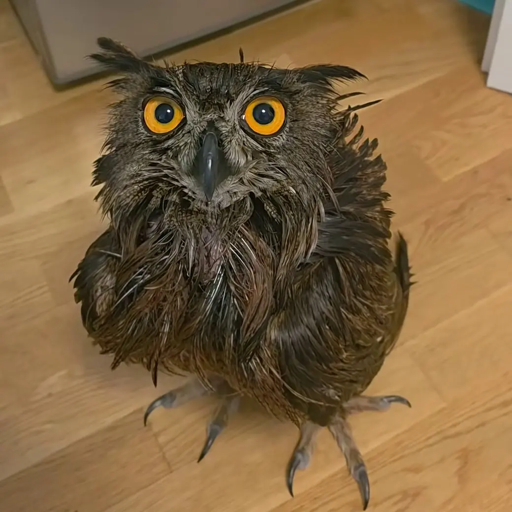 Sans towel, stood on the floor is Horst looking up at camera with orange eyes.