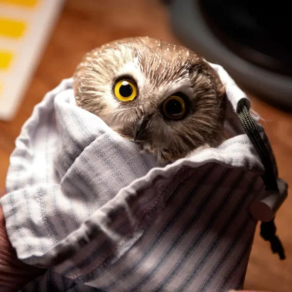 Not Quite Owls in &lsquo;Towels&rsquo;