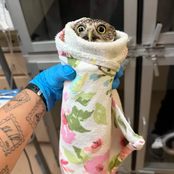 Long Burrito is Long