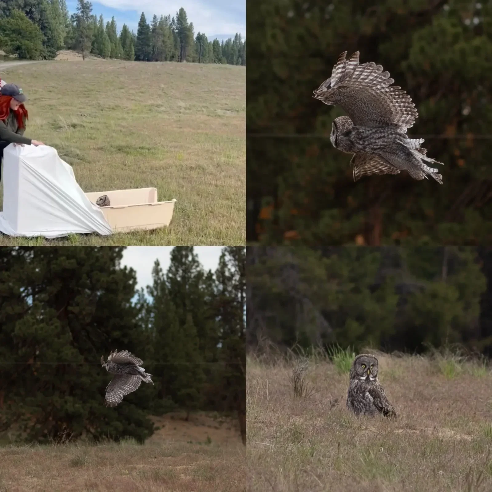 Four Panel photo of the GGOW being released:
Top left: A baseball-capped human opens an owl-laden box to a grassy field with pines in the distance. The owl's head appears at the exit looking back at the former captor, as if to say, "Is this a trick?"
Top right: The Great Grey Owl is in flight looking like a M117 demolition bomb, but one with feathers and self-propulsion. The background is a blur of green pine as if painted by an impressionist.
Bottom left: The owl flies low to the ground with wings outstretched, doing their best imitation of sideways Tasmania.
Bottom right: The owl stands in an open field, yellow eyes looking back to the release party. There's some white plumage on the owl's neckline with a square of black in the middle, like a reverse priest's collar. The owl looks at ease back in the wild.