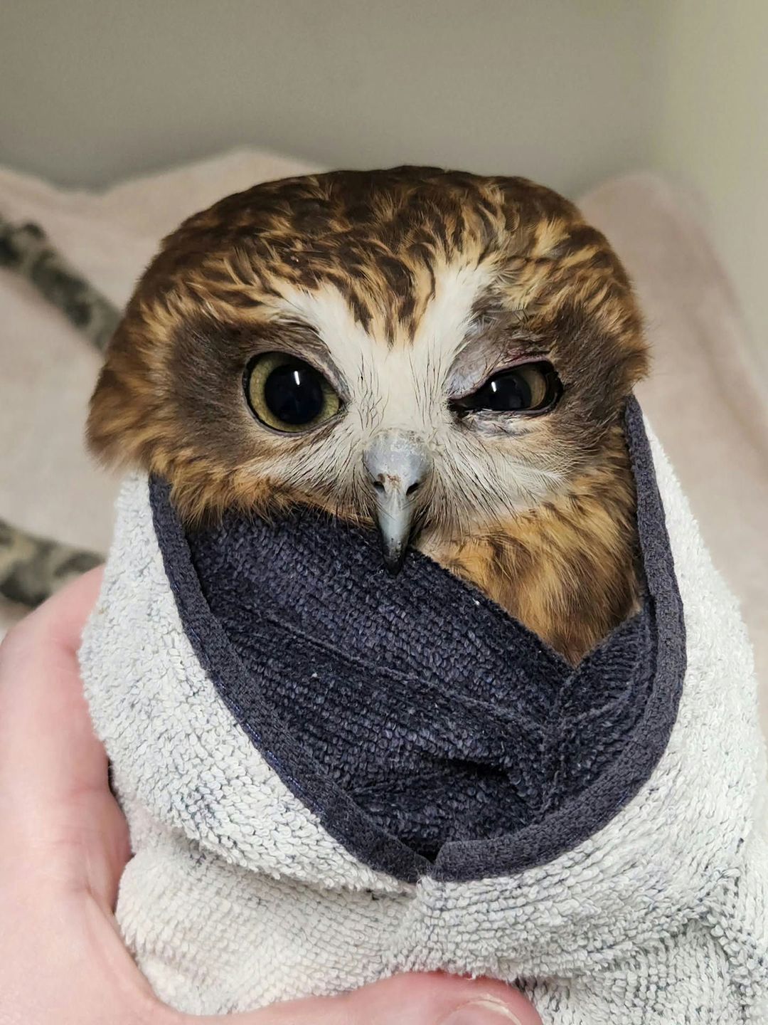 A Boobook owl is burrito'd in a two-tone towel that's peppery black on the inside and salty white on the out. The tip of a pale grey beak pokes past the fold of the towel, exactly like the OIT logo. The owl's eyes are a brownish yellow-green with a singular tube light reflected in each pupil. One eye is half closed due to swelling from his head injury, but this look could easily be mistaken for glowering... Owls that scowl.
