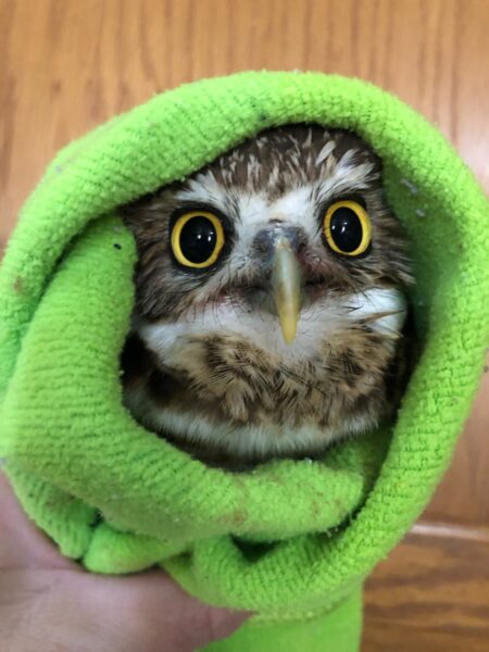 Burrowing Owl &lsquo;Marathon&rsquo;