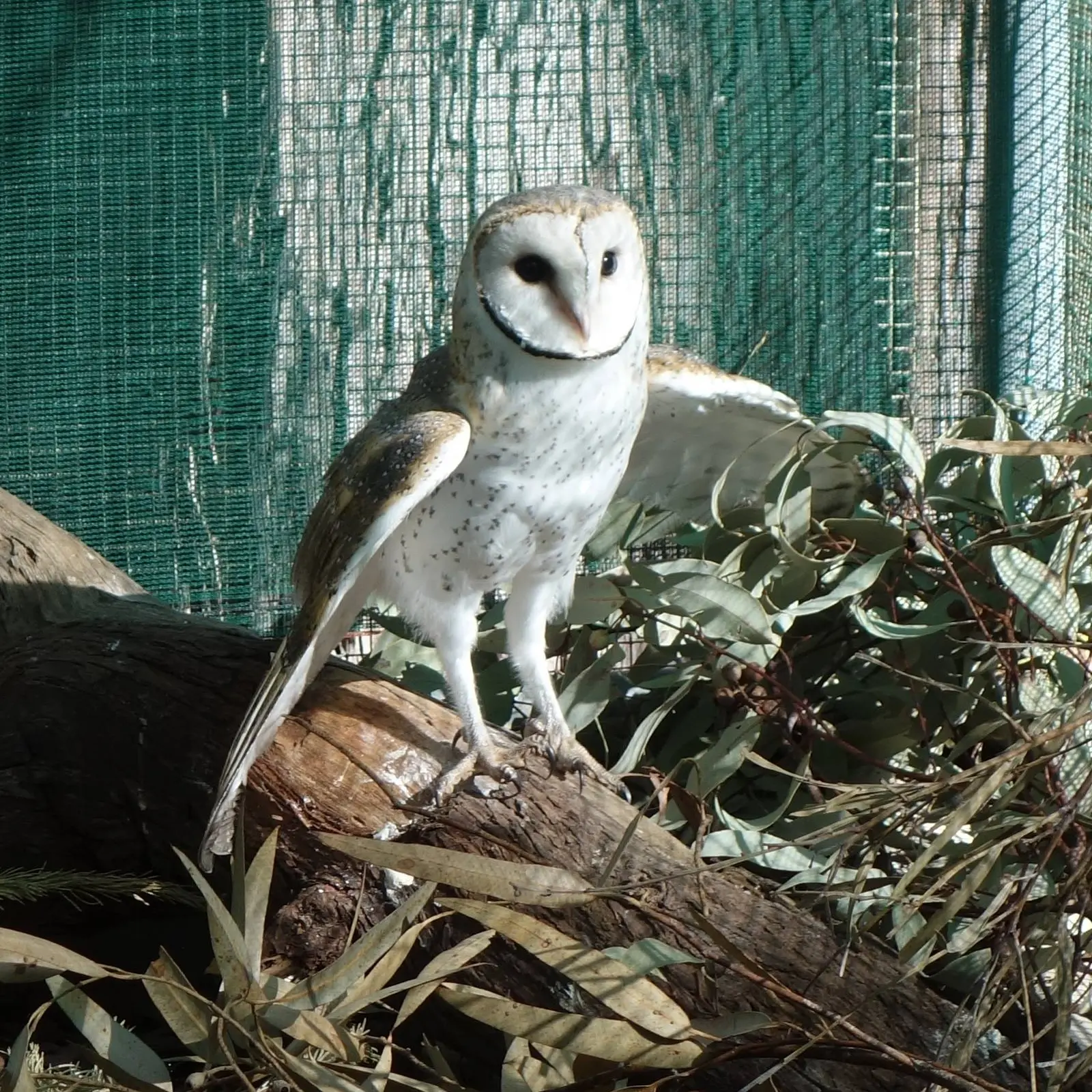 Cast in natural light is Owlie the Eastern Barn Owl in an open-air enclosure at Kanyana, looking rather majestic. His wings are outstretched in an arc like he's holding an invisible Swiss ball, and talons dig into the bark of the log on which he proudly stands. Branches of Eucalyptus and Gum leaves are strewn about. White streaks of bird poo litter the log, somewhat diminishing the dignity of this whole photoshoot, but he doesn't seem to mind.