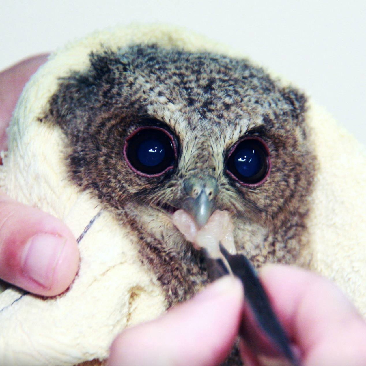 The rehabilitator holds the bundle of owl in towel steady with their left hand, while their right emerges from bottom frame to deliver a morsel of meat to the young owl.