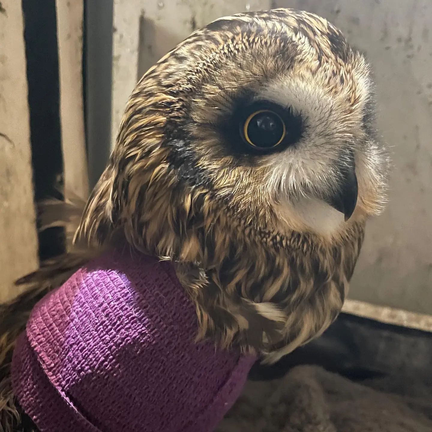 An oblique close-up of the owl in an enclosure with natural light. A purple bandage takes up the bottom left of frame, wrapped around the owl's wing. The owl's attention is off-camera somewhere. The owl's eye is a black circle surrounded by a narrow ring of yellow, like a solar eclipse.