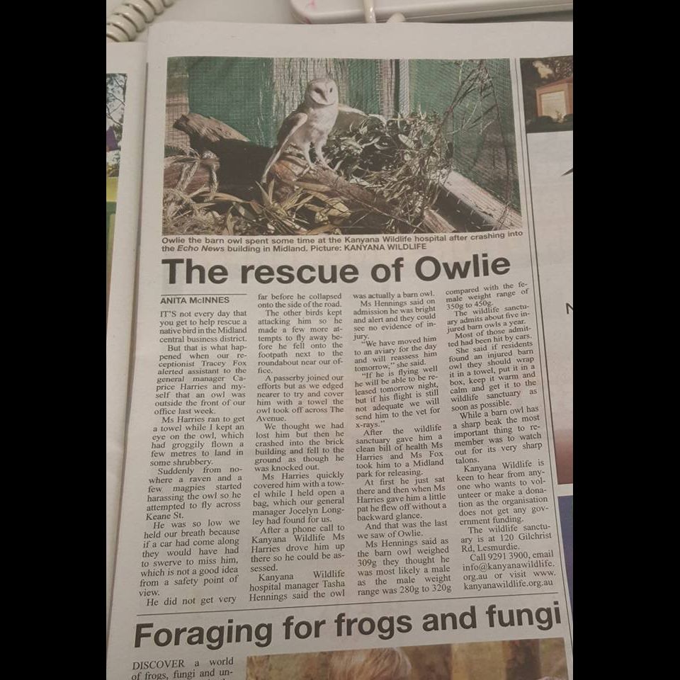 A newspaper clipping shows the full story of "The rescue of Owlie" written by Anita McInnes, published by Echo News. A curly phone cord meanders top of frame, on the desk behind the paper. The article's photo (detailed in the next pic) is captioned "Owlie the barn owl spent some time at the Kanyana Wildlife Hospital after crashing into the Echo News building in Midland." A second story below "Foraging for frogs and fungi" has the first sentence "Discover a world of frogs, fungi an un-" but the picture stops there and we'll never know the rest.