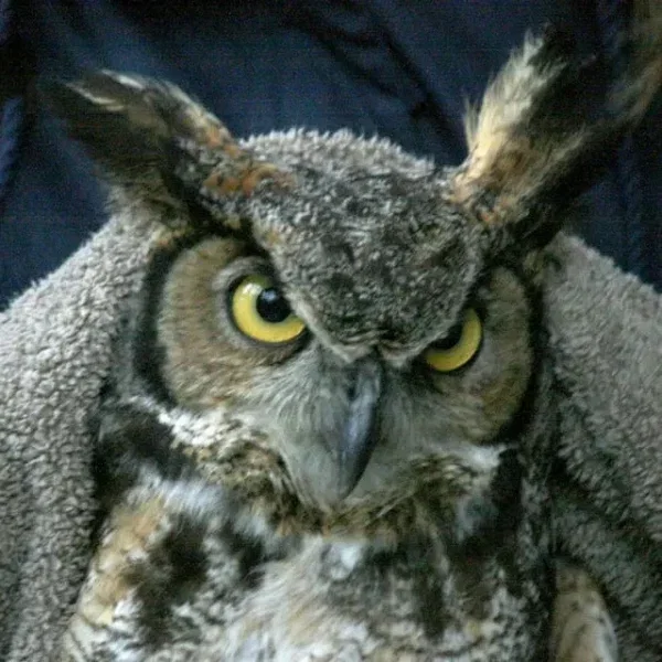 Ron Swanson in Owl Form
