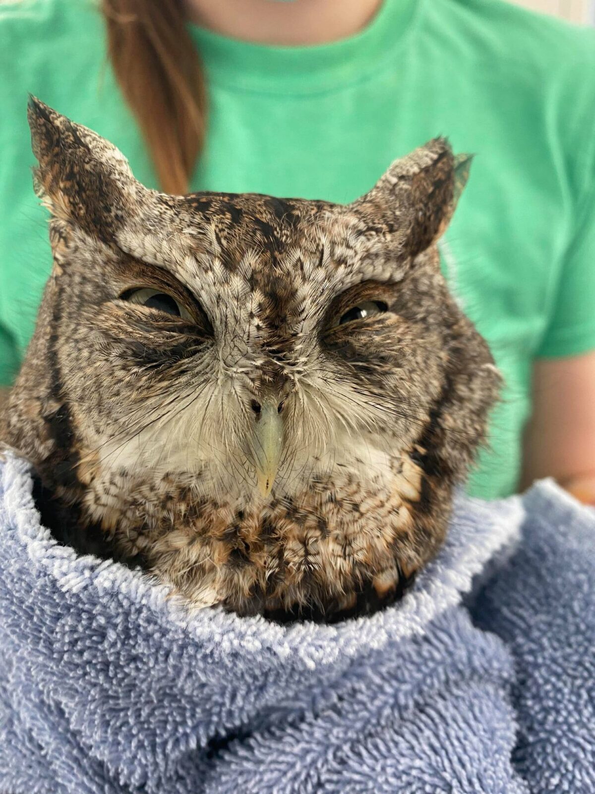 A gray-morph Screech Owl has a scrunkly face, with pale olive green irises barely visible through scrumched-up eyes. His plumicorns are very cat-like. He's in a hem-less lavender towel, held by a rehabilitator in soft focus behind wearing a minty green top.
