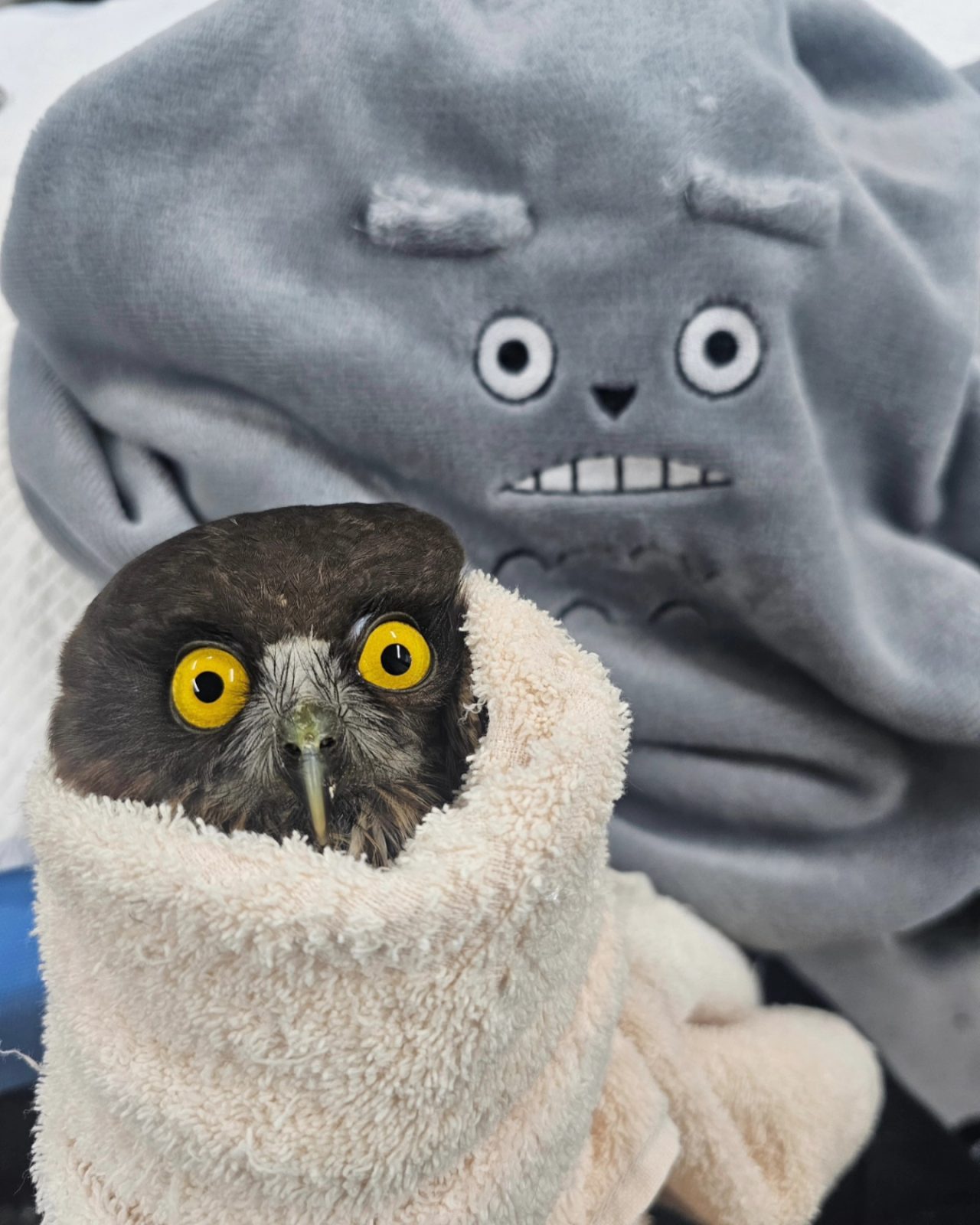 A Boobook with brown feathers and lustrous yellow eyes is wrapped in a vanilla towel. Draped behind is a grey blanket featuring the face of the titular character from My Neighbor Totoro, the 1988 animated film by Studio Ghibli. The owl's eyes are wide and ever-so-slightly divergent in focus, almost perfectly matching the character behind.