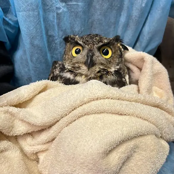 Three Owls in Orange County