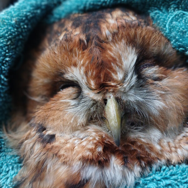 Tawny Owl - GOSFIELD