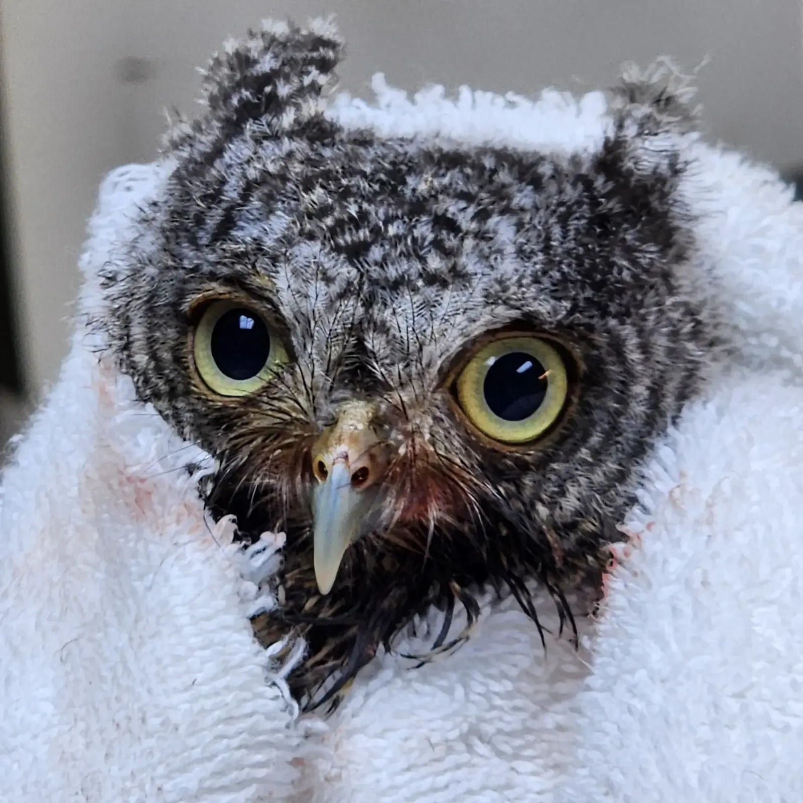 A gray-morph Eastern Screech Owl has eyes like golden kiwifruit. Her feathers fuzzily fluctuate between shades of ashy white and black granite. She's wrapped in a white towel, or, it would be white if not for the spillage of contents from her most recent meal; a mess of mouse juice soaking across her beak, chin bristles, and towel. Culinary etiquette aside, she's cute as a button.