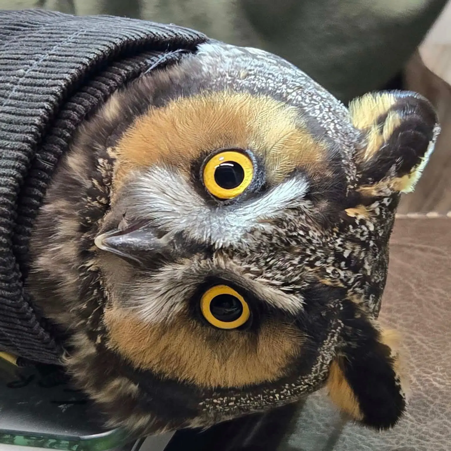 A Long-eared Owl is horizontal, facing camera, and wrapped in black tube of corduroy fabric upon a digital scale. The owl's eyes are lemorange, wide and shocked like he's been caught in headlights, but we are assured by RPBO that "Long-eareds always have this startled look - that is how they are!" The scale underneath has a square glass platform atop a silver arch-shaped base. Behind, the handler wears a beige vest over an earthy green sweater decorated with bird illustrations.
