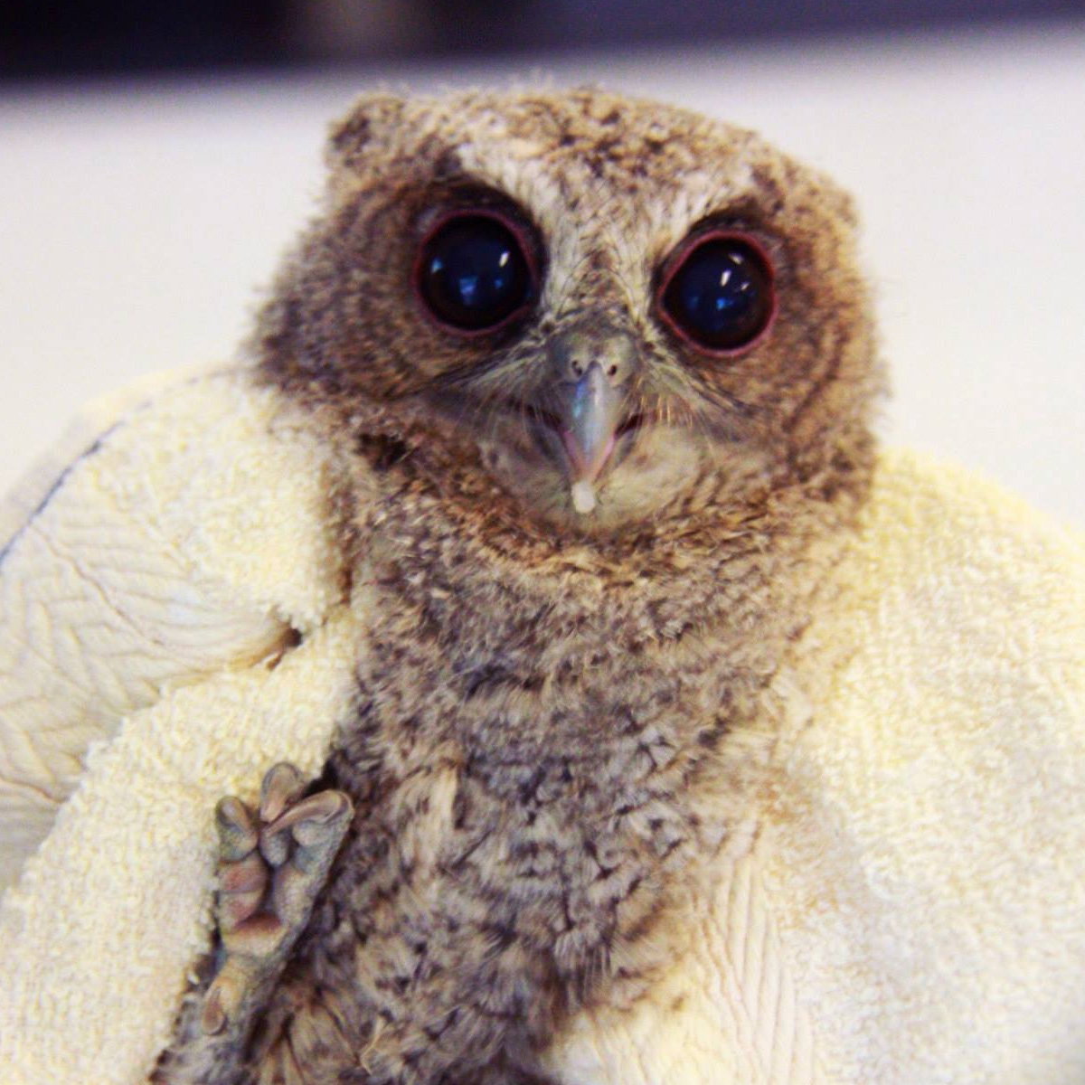 The E.T. owl is cloaked in the towel, still, and has her feet raised with talons ready to slice and/or puncture any who dare get close. She has a tiny chunk of food remaining on the tip of her beak.