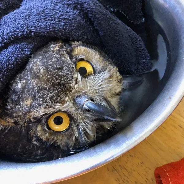 Spa Day for Great Horned
