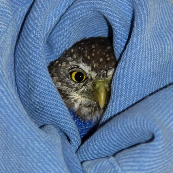 Pygmy Owl Gets Wing Surgery