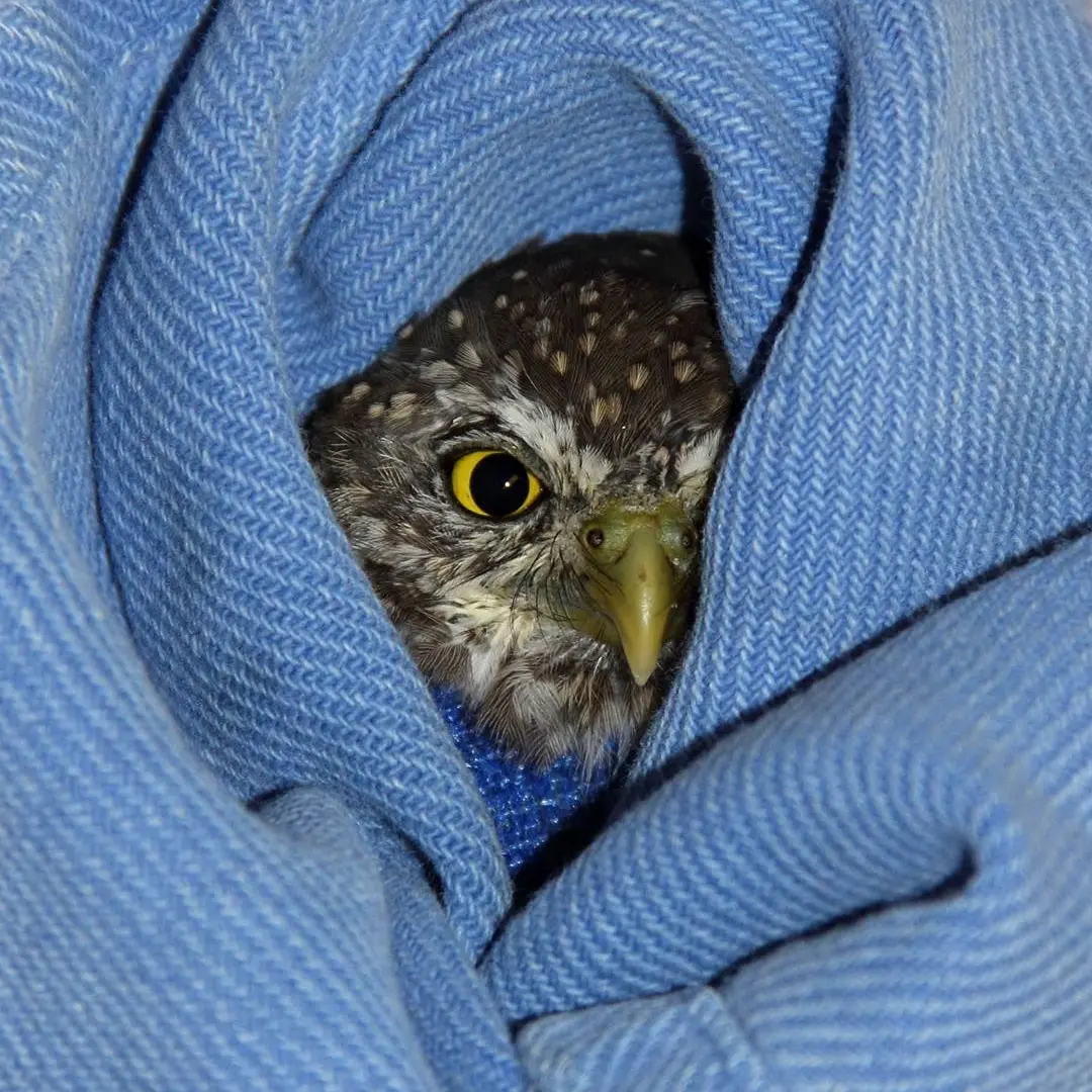 Lurking in the folds of a soft blue towel is a Northern Pygmy Owl. One eye is covered by the towel's herringbone stitch; the other peers out at the clinic and its occupants with a level of distrust appropriate for a wild animal. A deep blue bandage is located at the owl's shoulders, reminiscent of a heart-shaped diamond. It's worth noting the photo is rotated - the original has the owl upon a corkboard surface, lying on his/her side like Rose Dawson, but with more clothes. This is a reference to a nude scene in Titanic (1997) played by seven-time Oscar nominee Kate Wins-owlet.