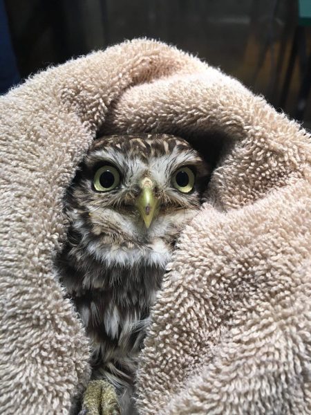 Little Owl after Surgery