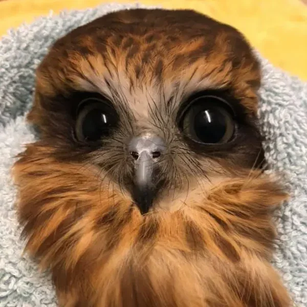 Chewbacca in Owl Form