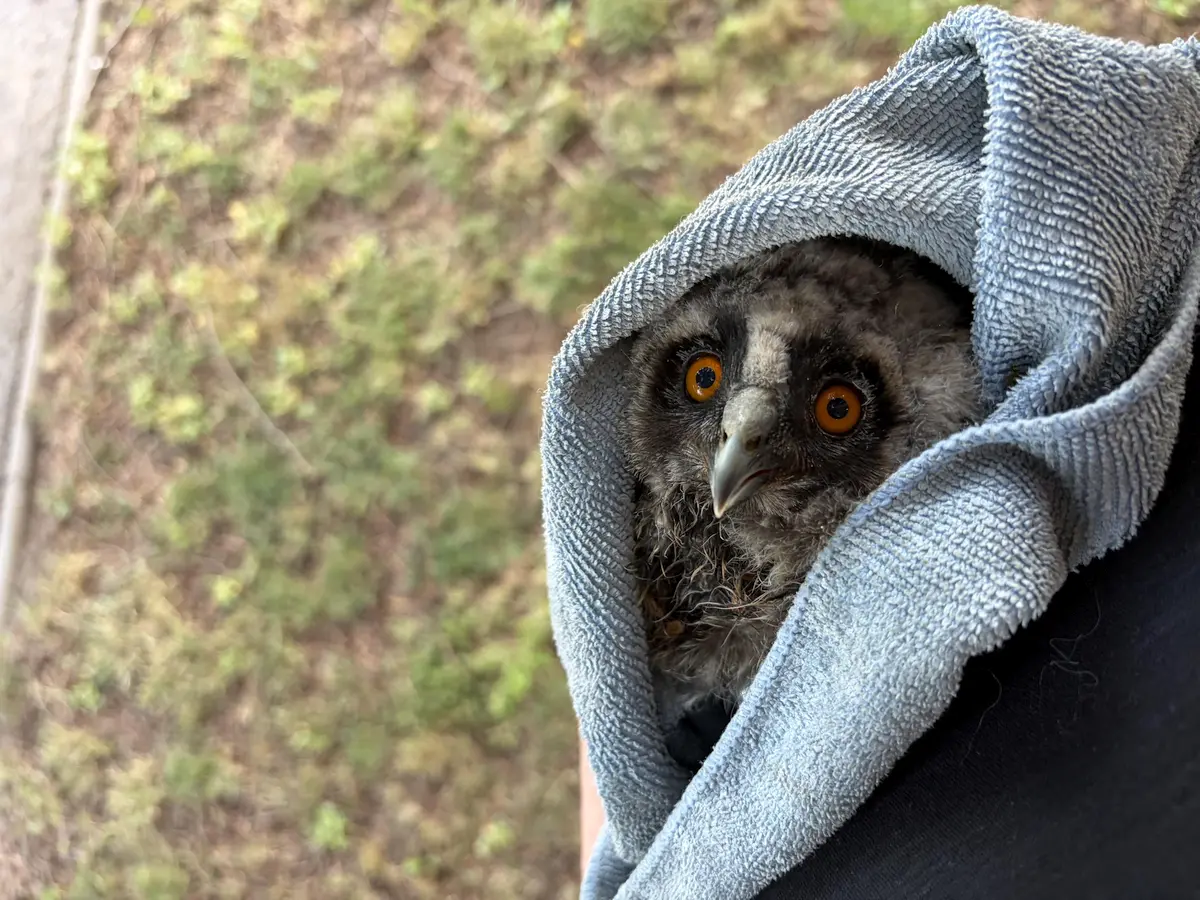 In this view the owl is cloaked in the towel. He sports feathers grey and brown, coated in a fine ashy-white fuzz typical of a fledgling. His chest feathers are matted and scraggly. His beak appears large, disproportionately so, but he will grow into it. His expression is vacant - he holds in his eyes not a hint of malice, wrath, nor bloodlust. Not yet. We will watch his career with great interest.