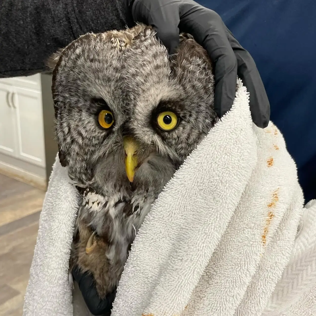 A Great Grey Owl is draped in a white towel in a clinical setting. A vet tech in royal blue scrubs holds the owl behind, while another clinician reaches over the owl's pronounced facial disk with a black glove to inspect feathers the way someone might stretch their arm over the backrest of a park bench. GGOW's eyes seem to be mismatched: one is amber and the other pale yellow, which might be due to the lighting, or a sign of eye damage. A single talon pokes up from a mess of feathers around the torso, looking like the owl is flipping the bird, so to speak, and I can't decipher what arrangement of feet would even make that possible (thankfully it's not due to the injury). The owl's stance points left of frame, and though strigiform eyes have very little movement in their sockets, this individual is doing a great job of giving side-eye to camera.