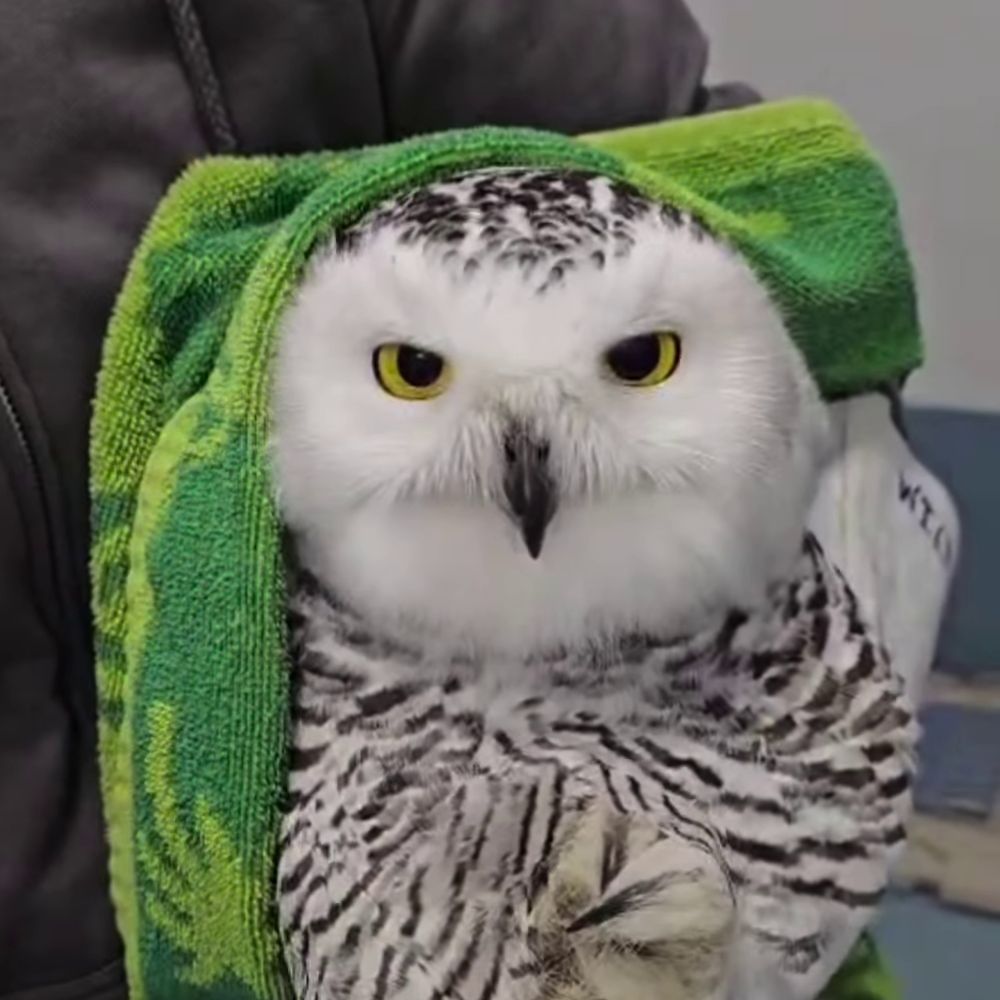 A yellow-eyed Snowy Owl appears reasonably at ease, wedged between the forearm and torso of a wildlife carer. The owl is half-wrapped in a towel patterned with palm trees, in two shades of green: dark green like the rind of a watermelon and light green like a lime... A tropical theme for an Arctic bird. The handler wears a black zip-up hoodie and mismatching gloves: a thick elbow-length glove on one arm to hold the owl's legs, and a medical glove on the other to perform a tactile examination (likely checking for fractures on the owl's legs). One to inspect + one to protect = things you gotta do when the stompers are on deck.