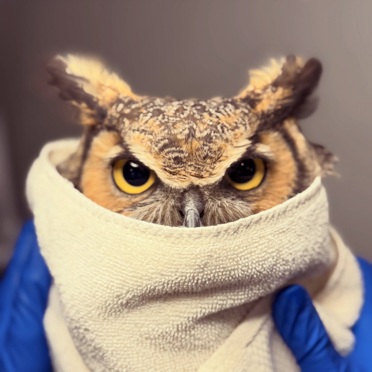 Angry yellow eyes on this Great Horned Owl are accentuated by the V-shape of his brow stretching from the tips of his plumicorns to his nostrils. He's burrito-wrapped in a vanilla towel, held by a rehabilitator with blue gloves. The towel covers the tip of his beak, and lifts a tuft of feathers to the back. It cannot be overstated how mad he looks.
