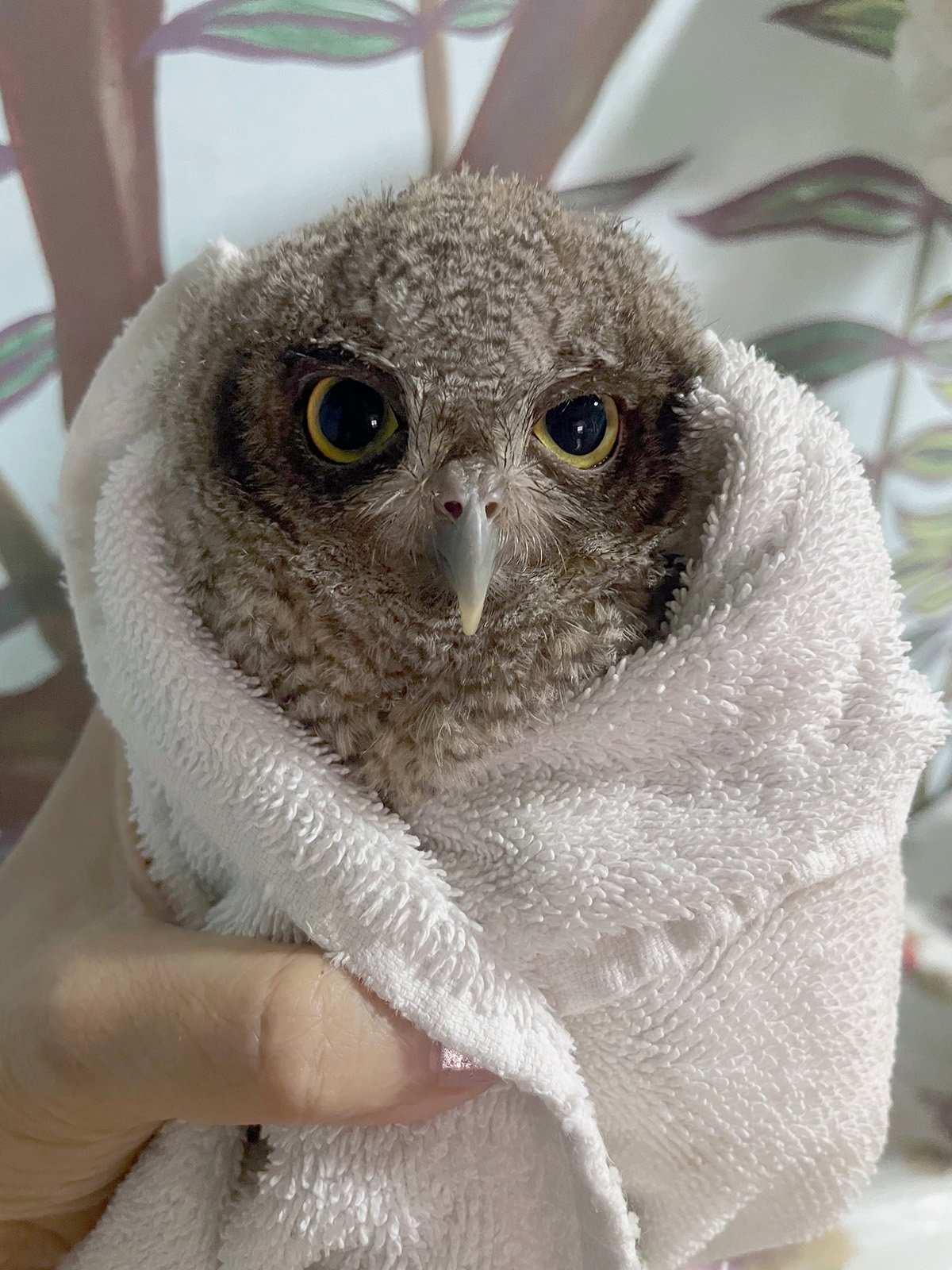 Yellow eyes peer out from a ball of grey fuzz: a Screech Owl, wrapped neatly in a plain white towel. The close-up makes the towel textures stand out as soft bristles cast in light and shadow, as it does the owl's feathers. The rehabilitator's thumb and forefinger hold the towel in a C-shape bottom left of frame.