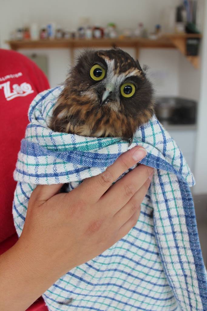 The same owl wrapped like a burrito, no longer in its bowl... it is likely being transferred either to or from said bowl. The vet staff is behind the owl, mostly out of frame wearing a red tee bearing the zoo logo.