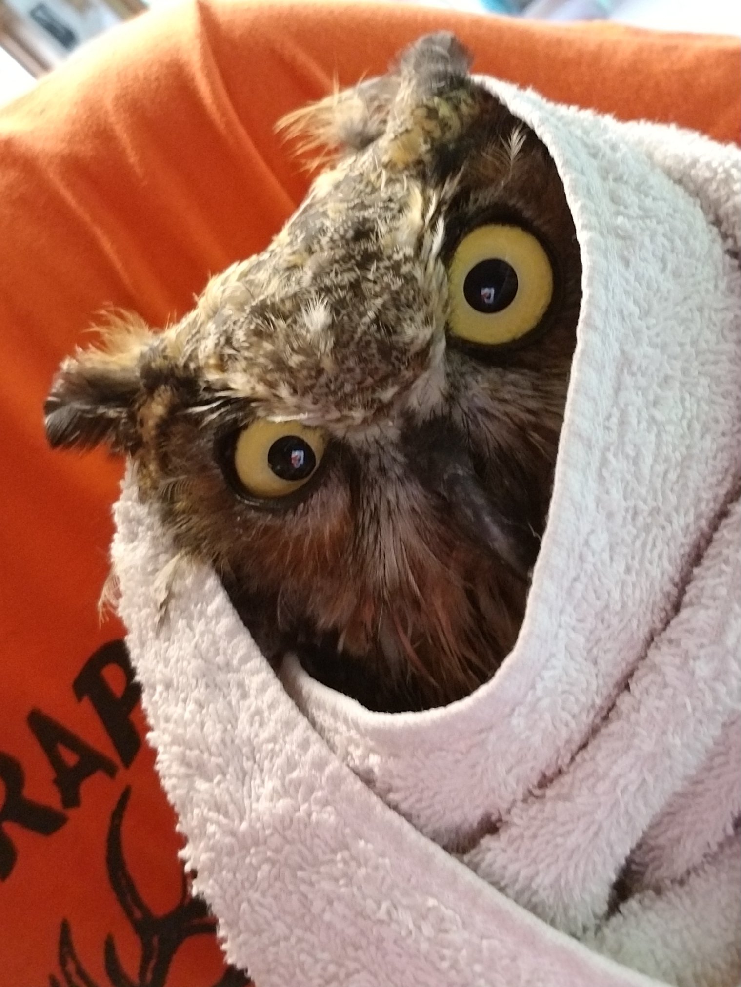 Bedraggled and Bewildered