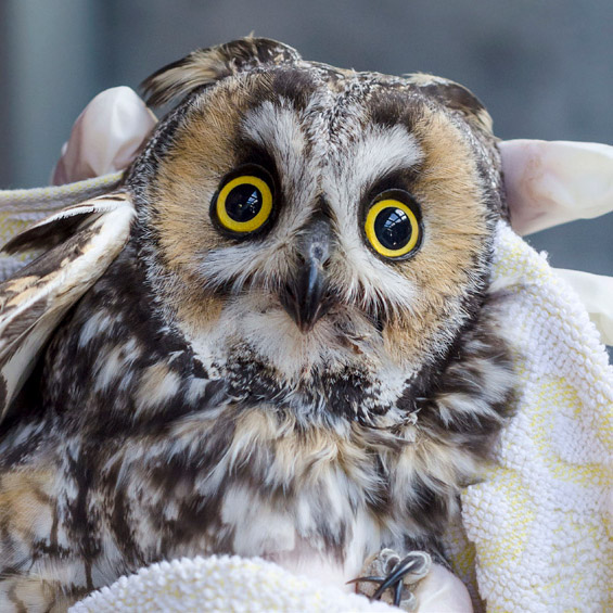 Long-Eared Overwinters