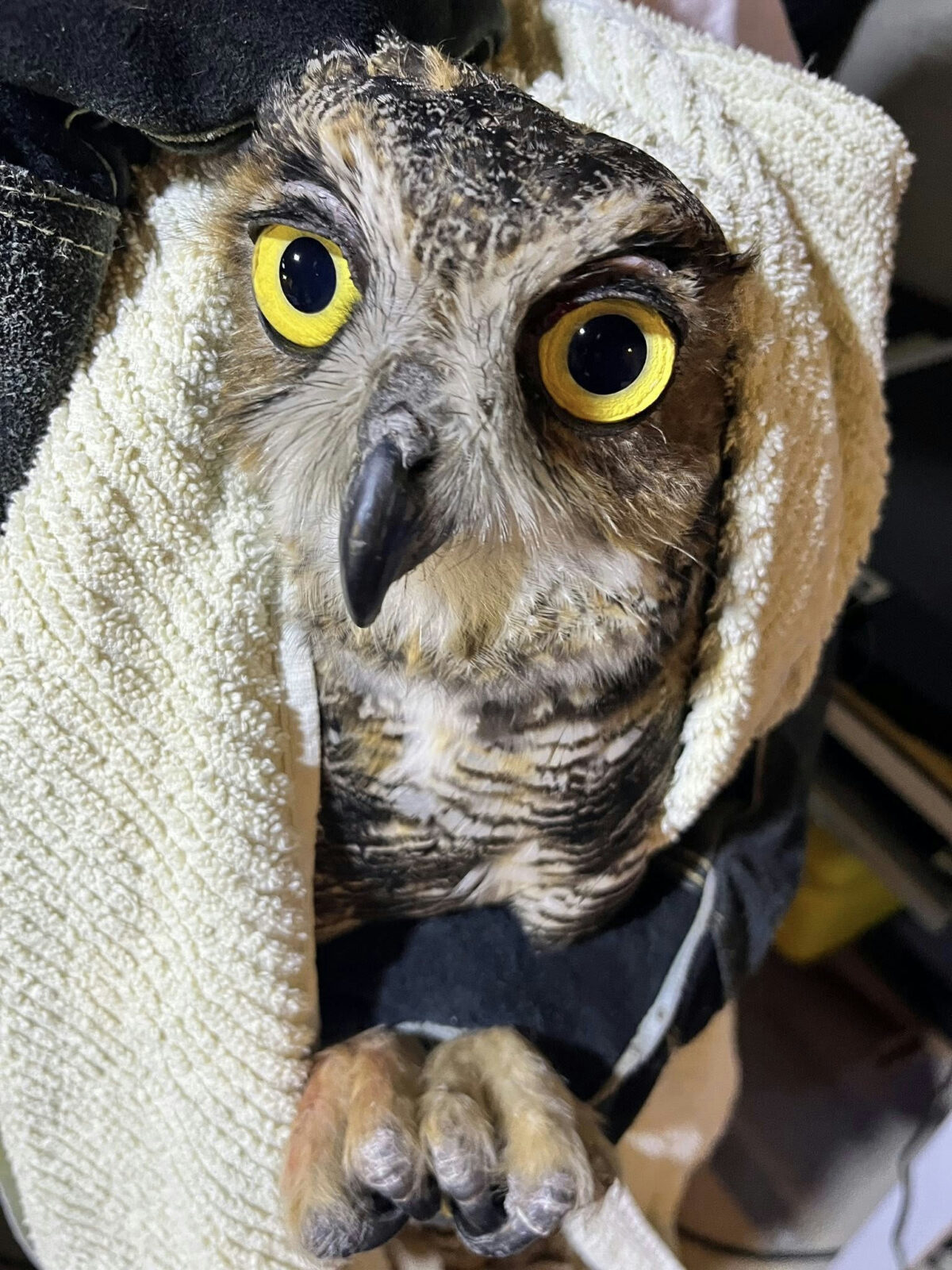 Same photo but our model owl is looking slightly to the left. There's some big ol' owl feet bottom frame.
