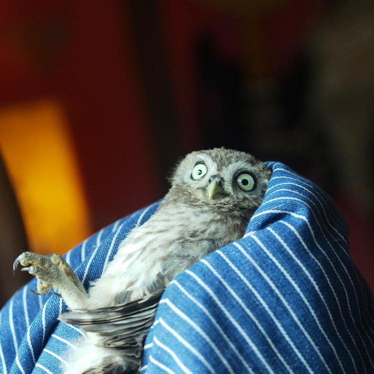 A Little Owl is brightly lit indoors like a chiaroscuro painting, reclined within the half-wrap of a blue shirt with white stripes and held aloft by Charlie Gilmour. I'm assuming the fabric is a shirt because Charlie is topless in the uncropped photo, but that evidences nothing. The owl's feet are raised and head is turned to face camera with the wide-eyed look of a politician caught in a cheating scandal. The background is out of focus and indistinct, with colours of tangerine and deep burnt sienna.