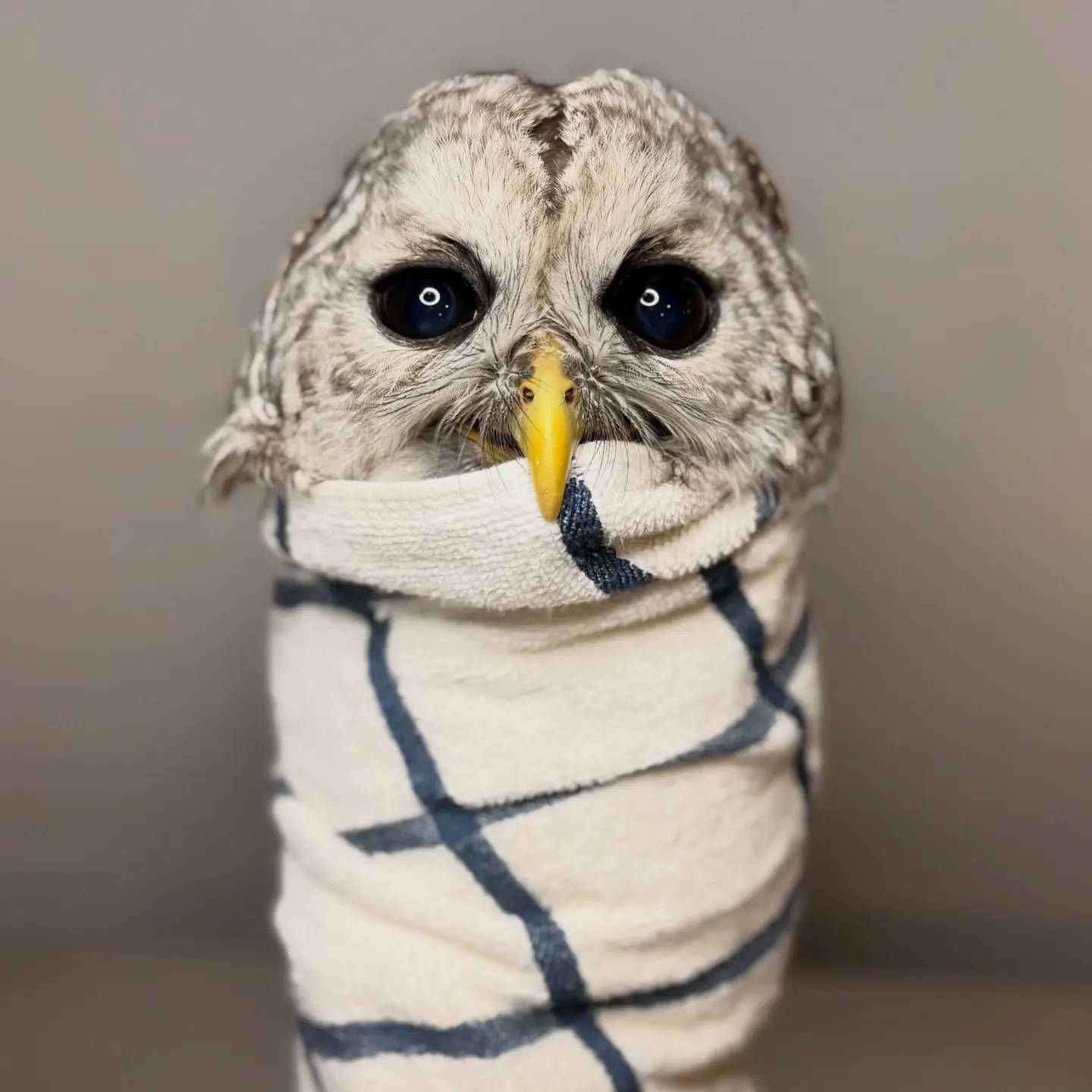 A Barred Owl is burrito-wrapped in a white towel with a pattern of widely-spaced denim blue grid lines. The owl's beak is cheddar yellow, hooked over the towel edge. Ring lights are reflected in his black pupils looking like an anime villain, and the background is studio staged with a gradients of grey. The owl's feathers are also shades of grey, and his head is shaped like... umm.. how shall we say this? A pair of lungs, and is totally not suggestive of any other human organ. A Goomba, or mushroom cap with a cleft in the middle? I'm sorry I mentioned it.