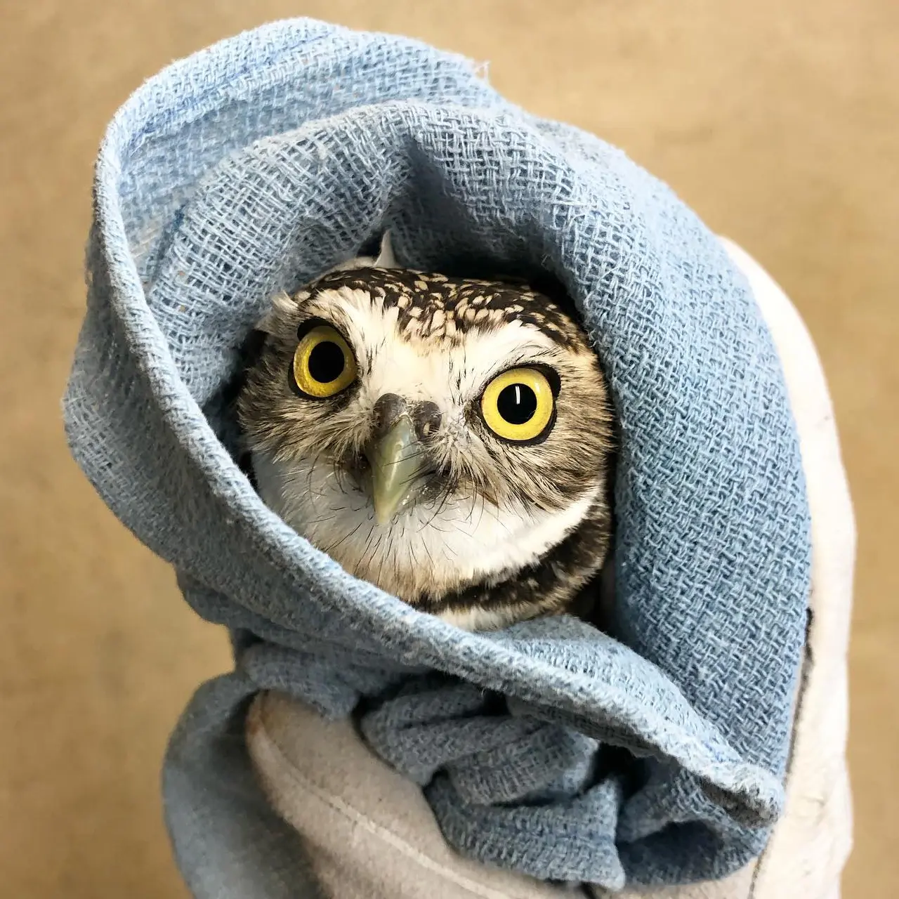 A bright-eyed BUOW, or Burrowing Owl if you're not into the whole brevity thing, is wrapped in a baby blue fabric, held in the thick-gloved hand of a rehabilitator. The owl's eyes are lemon yellow, and his/her plumage is white across the eyebrows and chin, and tan to dark brown everywhere else, featuring light speckles across the forehead. The wrap forms a high upturned collar like Dracula. Dracowla? Draculowl? We'll keep working on that.