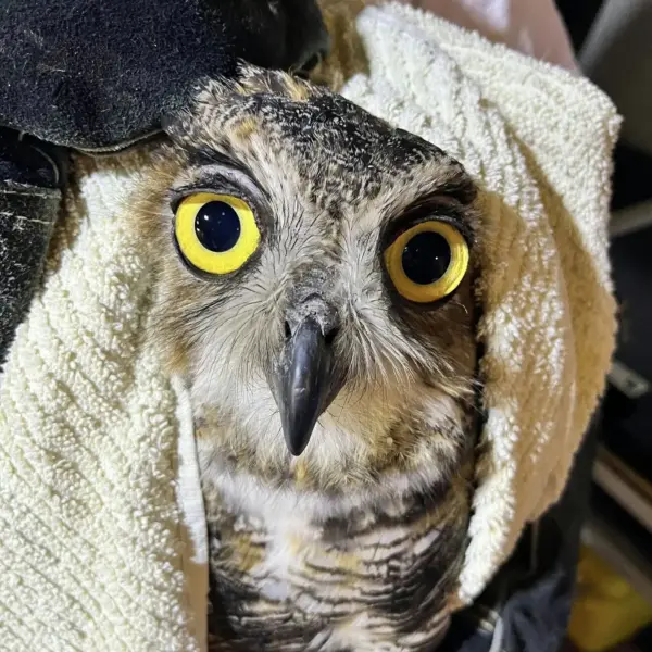 What Big Eyes You Have