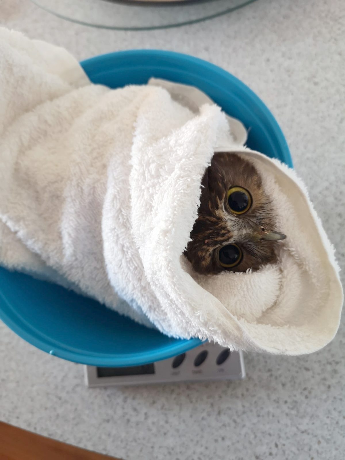 A top down view of a Ruru Morepork wrapped in a plain white towel. The bundle is contained inside a blue plastic container (possibly a repurposed mixing bowl) atop a set of electronic scales. Only the ruru's face is visible within the confines of the towel. A happy accident of this is it forms a heart shape, albeit lopsided with a small beak poking out from one edge.