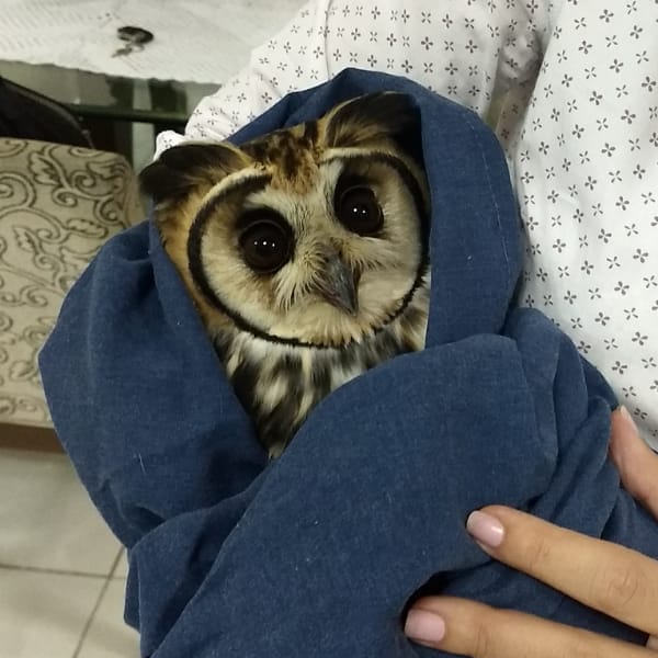 Striped Home Visitor