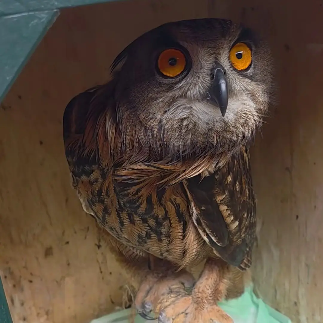 Horst is perched in his ply enclosure, where he presumably sleeps at night, and cranes his neck to peer out from the shadows into daylight. Eyes dilated, he spots (out of frame) a long horizontal branch. He's about to take flight for it, as part of reconditioning his flight muscles so he may soon be released to the wild.