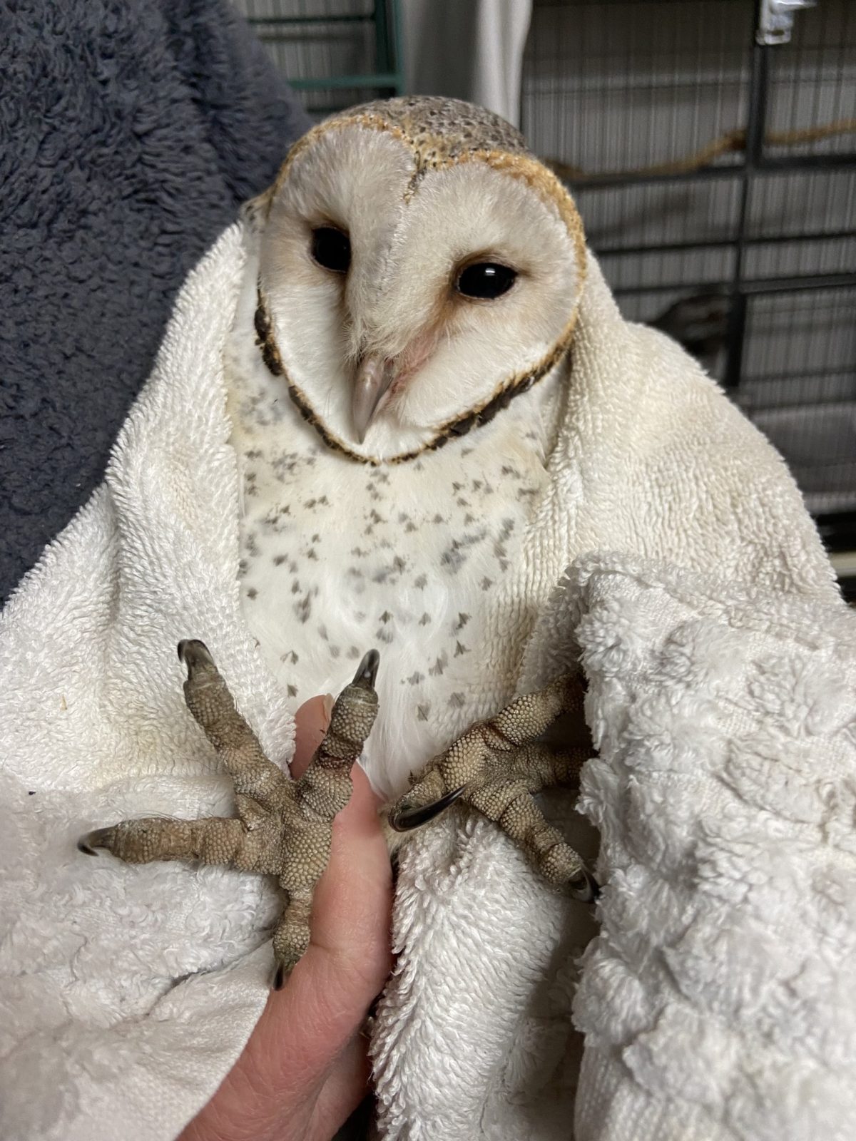 A Barn Owl is wrapped in a plain white towel. His feathers are white, except for a blond-to-brown band in a heart shape surrounding his facial disk. He also has some mottled woody camouflage across the top of his head, and some speckles of grey and brown on his chest. Talons emerge from bottom of frame, outstretched with bumpy brown grip on the underside of his feet. A human thumb also appears, presumably belonging to the person behind wearing a dark grey top. Various enclosures appear in the background, and a ceiling light is reflected in the one of the owl's black eyes.
The owl looks calm, but it probably isn't. Have you heard these things? Sheesh.