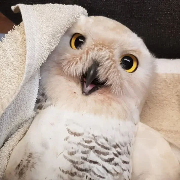 “Snowy” the Snowy Owl