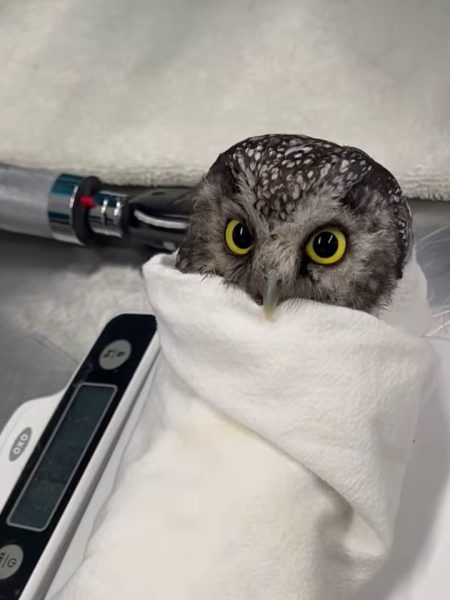 Weighing a tiny owl
