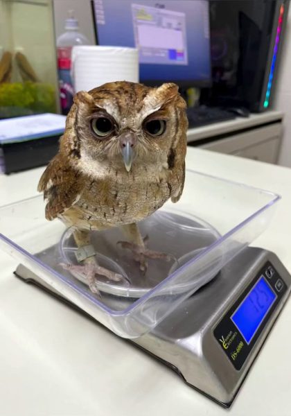 Couchie's right foot is banded. He stands at ease inside a transparent perspex tray atop an electronic scale. The LCD is backlit in electric blue and reads 125 (presumably grams) in seven-segment digit display. Speaking of digits, Couchie's feet (and all Owls' feet for that matter) are zygodactyl, meaning having two toes facing forward and two back. The resulting ‘X’ shape, shown here on this model's pink-grey toes, is helpful for climbing and gripping tree trunks. The back outer digits can be rotated to face forward as well, a trait Owls share with Ospreys.